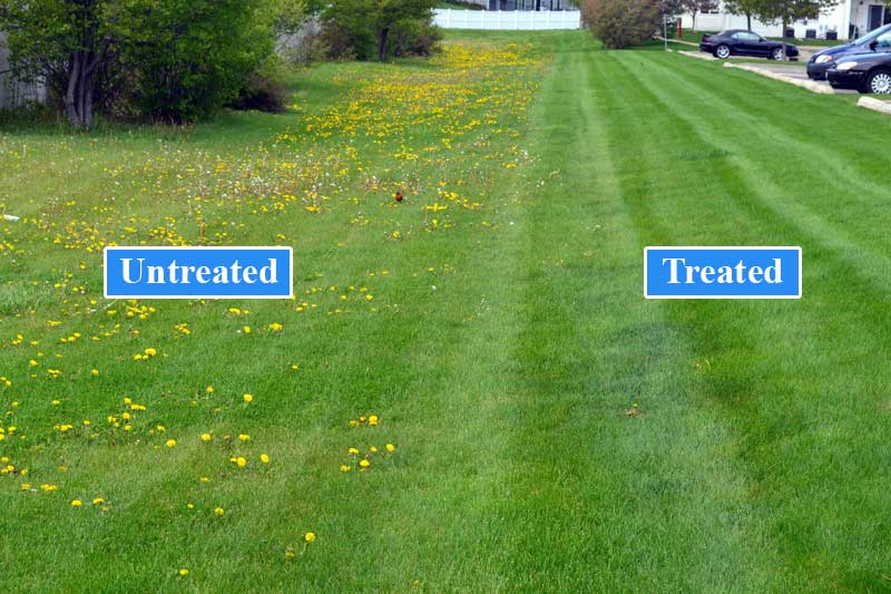 Untreated vs treated lawn comparison